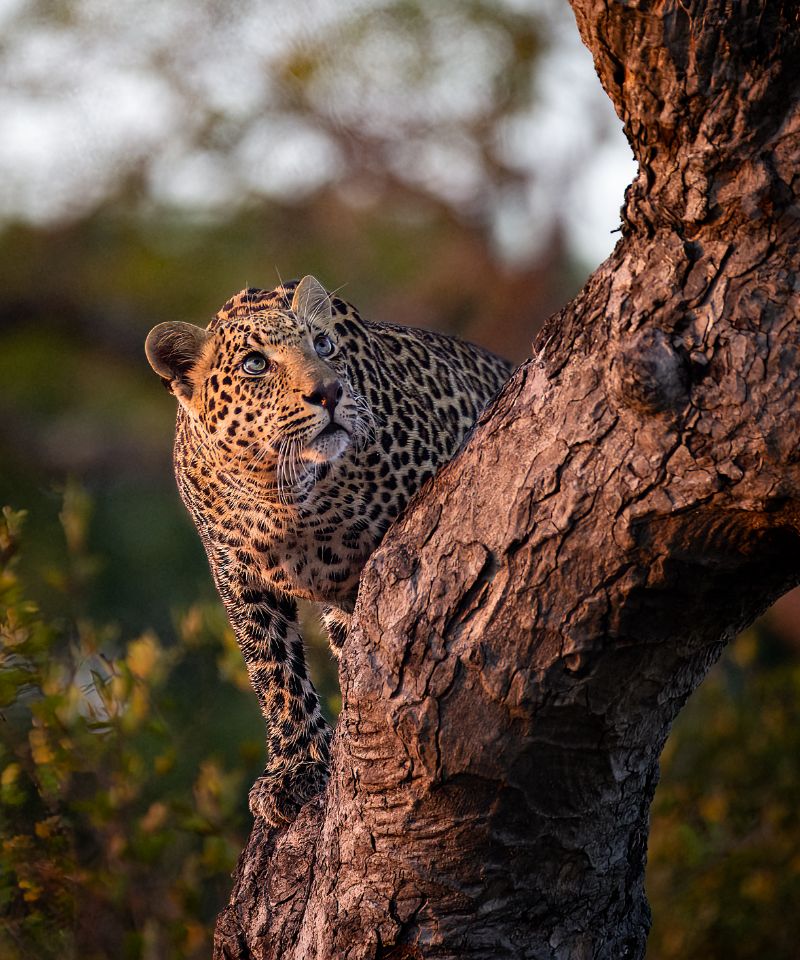 east cape safaris photos